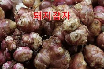 돼지감자 돼지감자차 효능 즙 먹는법 가루_11