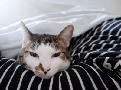 남의 팔을 베는 고양이