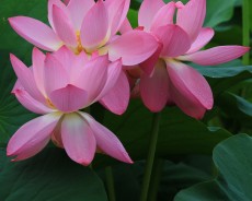 세미원 연꽃축제