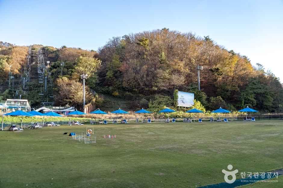 용인 양지파인펫파크