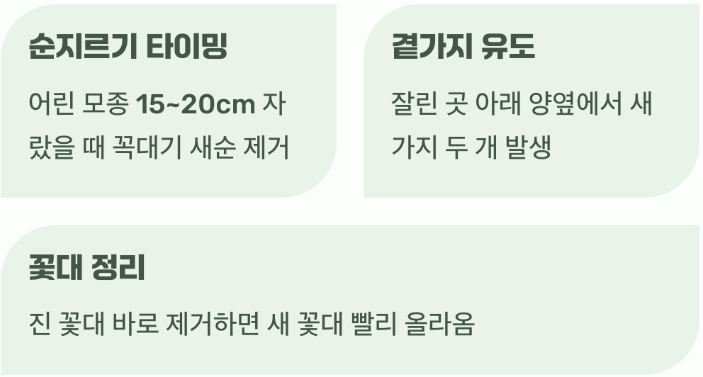 풍성한 꽃을 위한 용감한 이발
