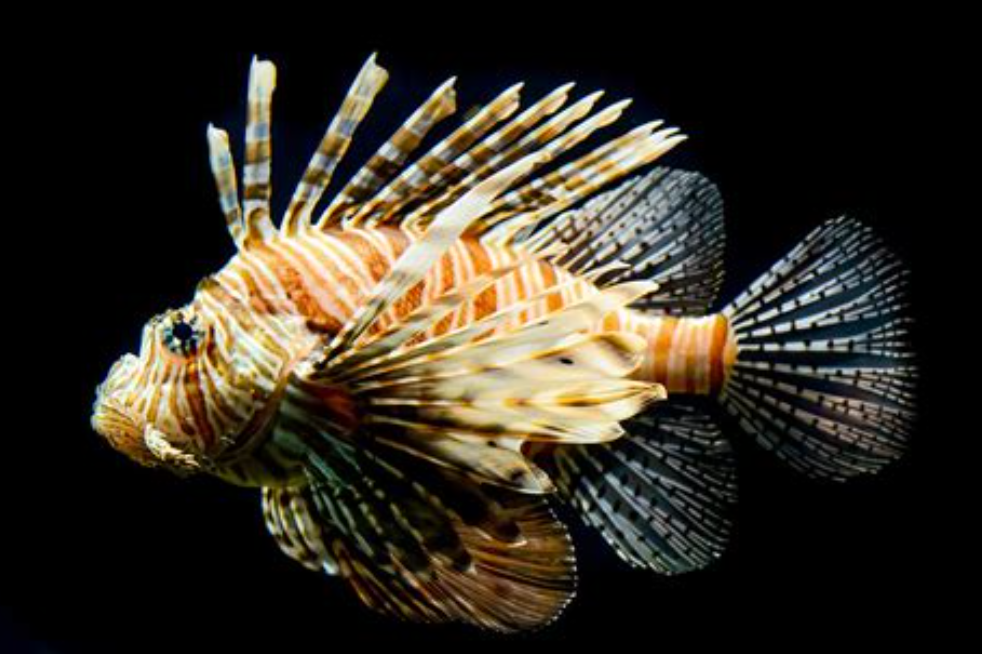 아름답지만 위험한 쏠배감펭의 사냥, 번식, 독성의 비밀