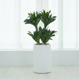 화분 여행 전 관리 급수준비 조명타이머 통풍점검 안심외출 체크_7