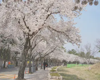 경주벚꽃축제_19