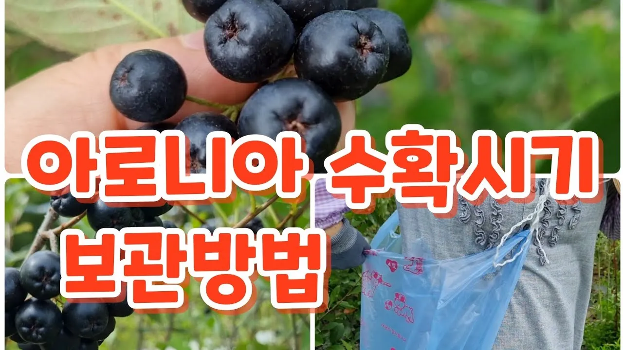 아로니아 수확시기에 맞춘 열매 먹는방법 분말 부작용 가격 정보_3