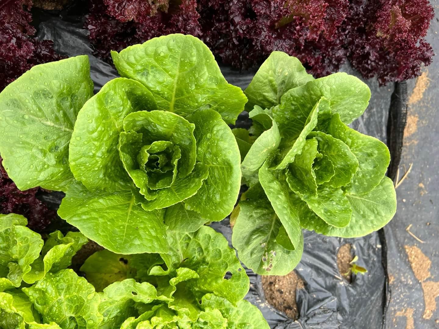 맛있게 자란 쌈채소