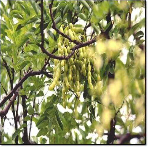 회화나무 열매 추출물 복용법, 익어가는 회화나무 열매 사진