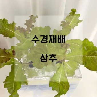 텃밭 상추 키우는 법 파종 간격 수확 연속수확 요령_11