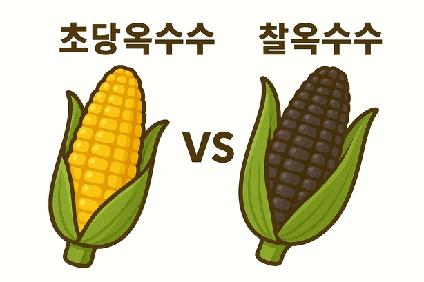 초당찰옥수수