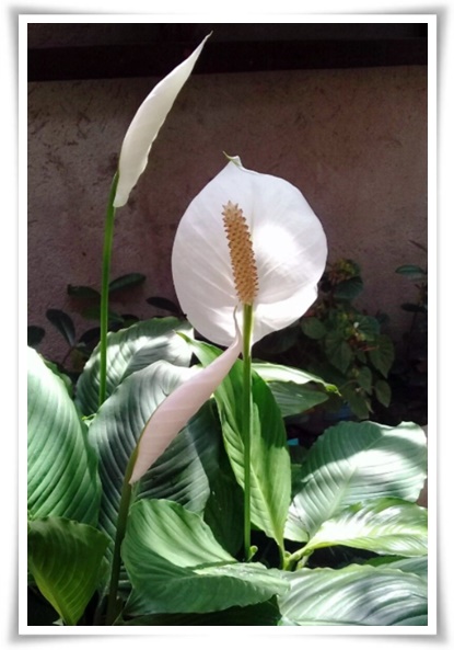 화초 "리시안셔스" 장미인 듯 장미 아닌 변치 않는 사랑의 꽃!