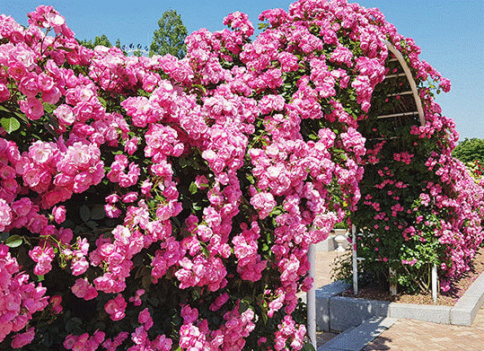 에버랜드 장미축제 기간 입장권