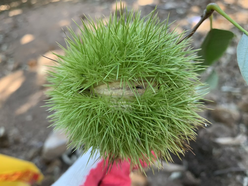 시흥 계수 밤농장 밤 줍기/따기 체험 - 밤송이