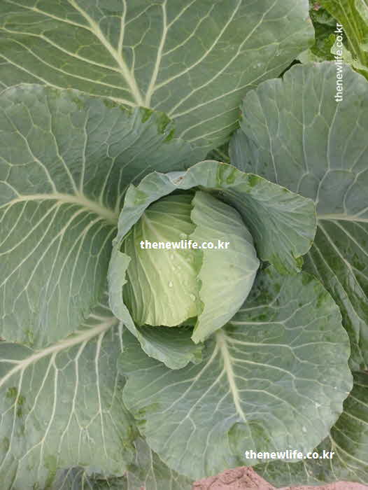양배추 효능 피부 노화 방지 비타민 C 카로티노이드