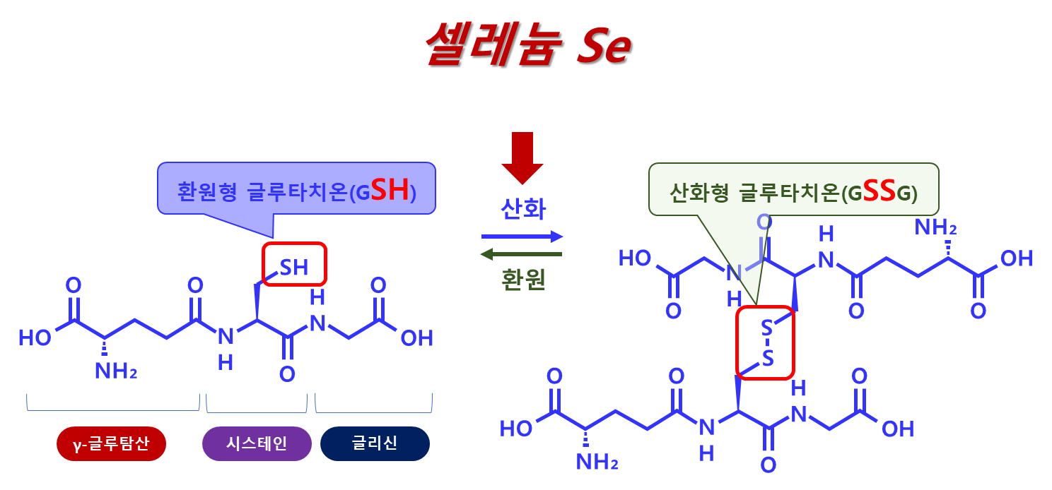 GSH vs GSSG