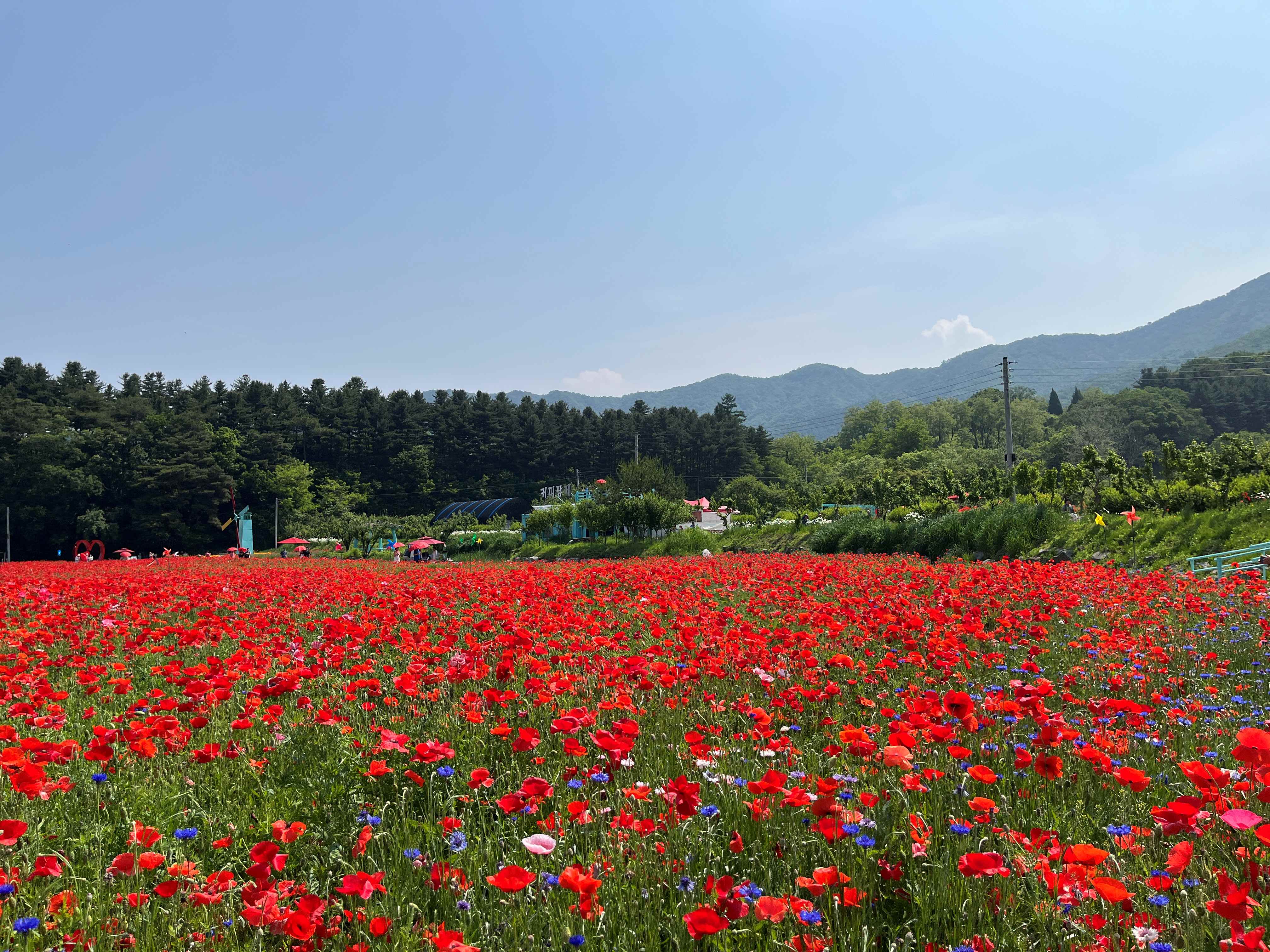 용수골 꽃양귀비 축제