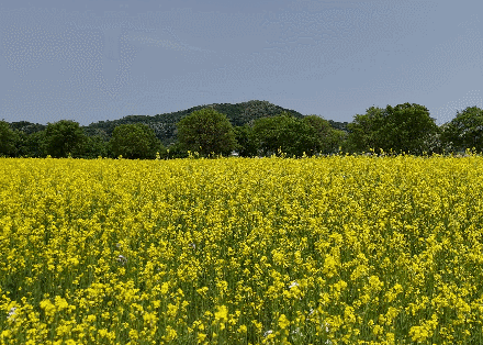 여주 당남리섬
