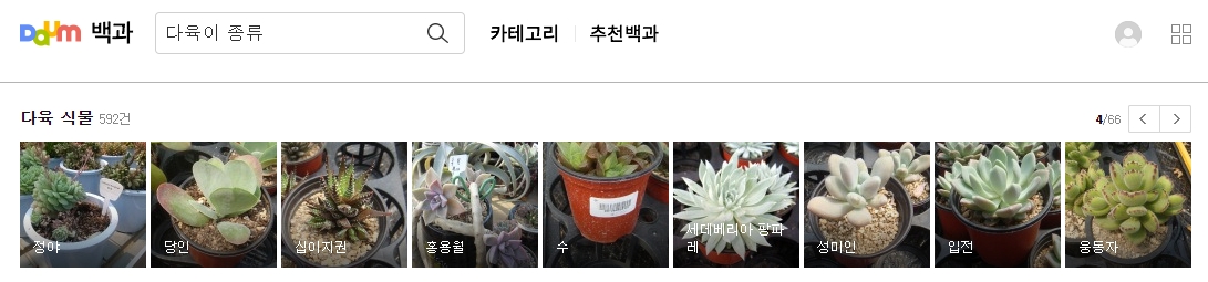 성미인 입전 당인 다육이 상세 정보