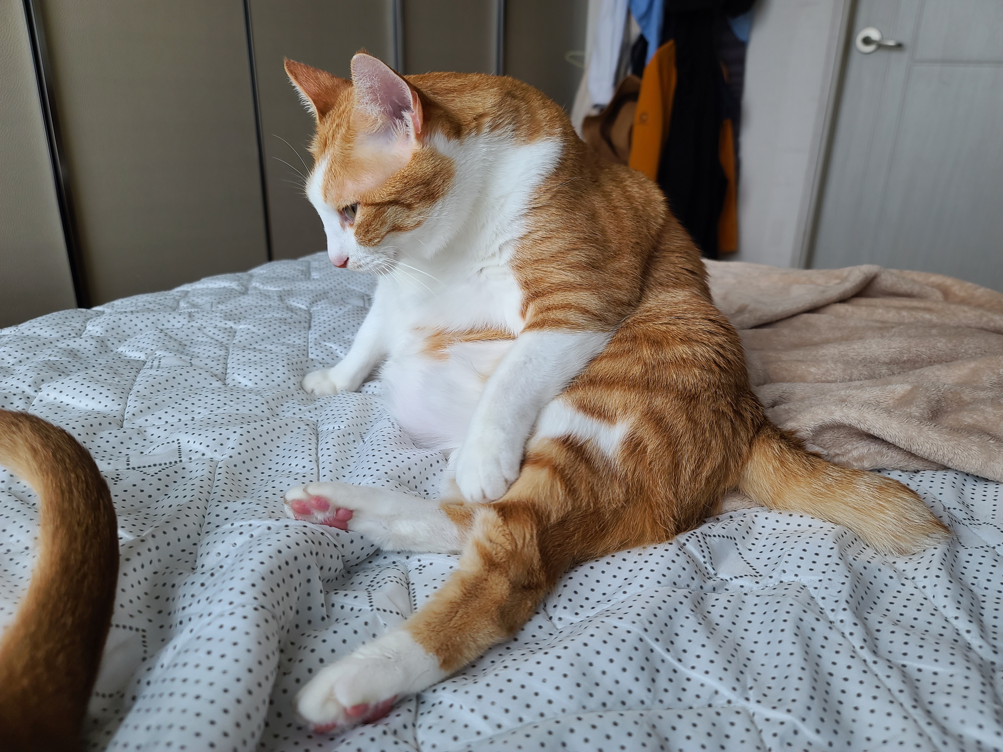 야무지게 그루밍 하는 고양이들. 아비시니안 루나와 치즈냥이 호야.