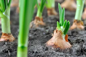 관절염에-좋은-음식