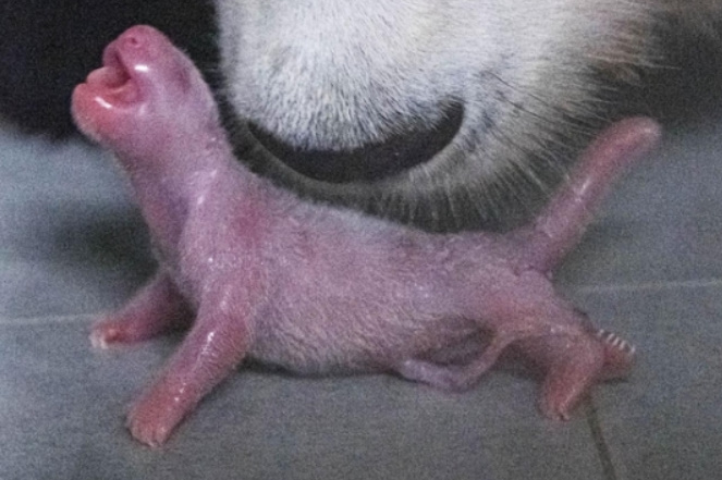 알트태그-갓 태어난 푸바오 모습