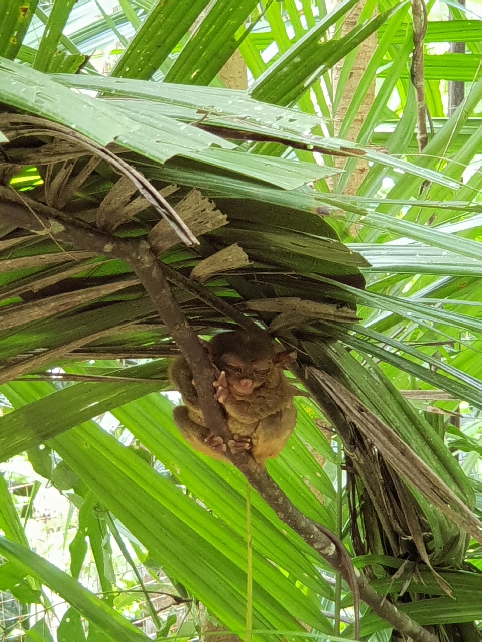 보홀 타르시어 원숭이