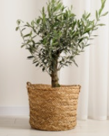 올리브나무 수명 연장하는 법