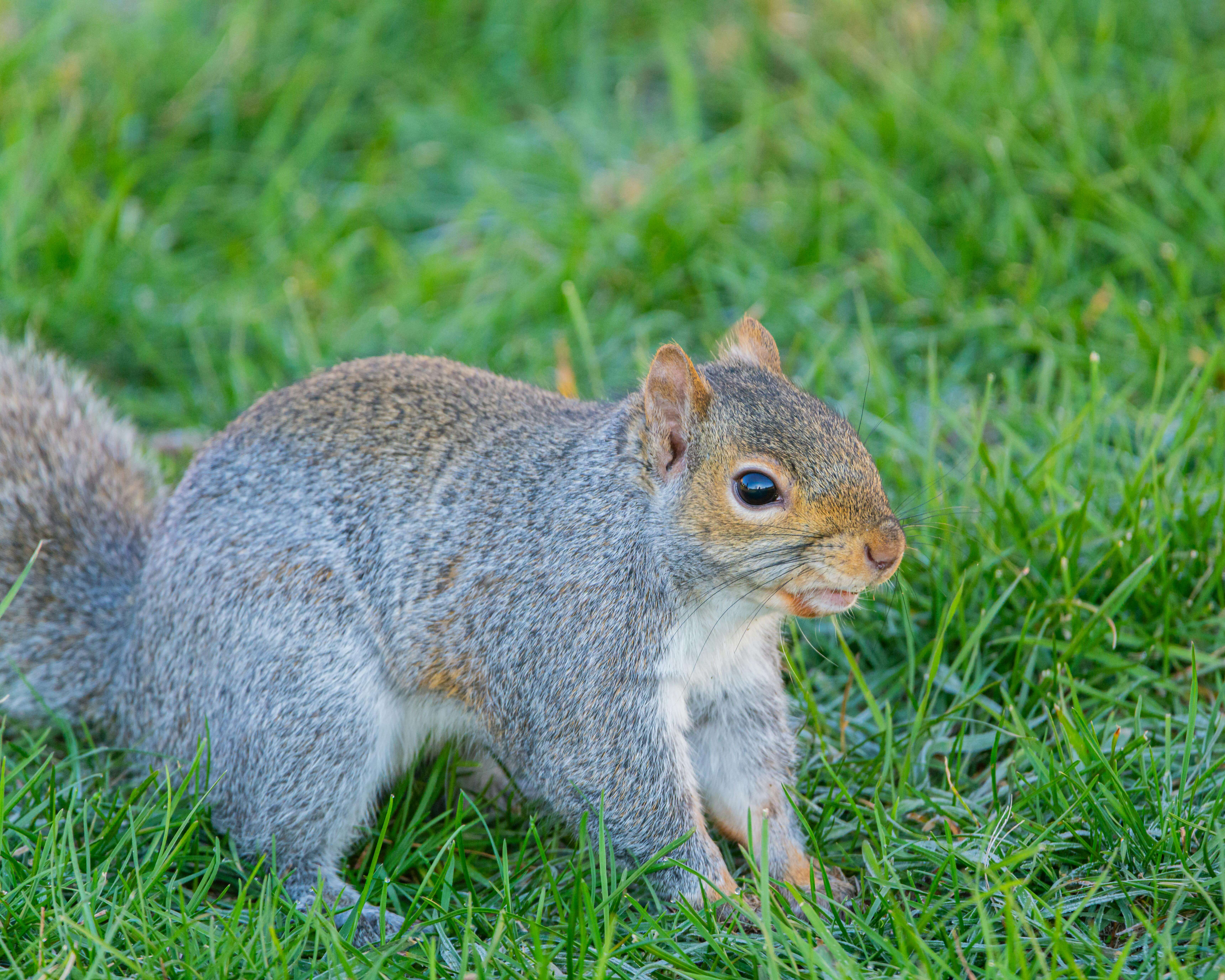 한국 야생 고양이 삵의 분포 확장을 가로막는 지형 장벽 — 산줄기·하천·도로의 영향
