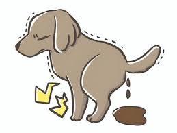 설사가 계속될 때