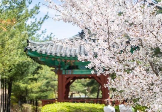 종로구 벚꽃