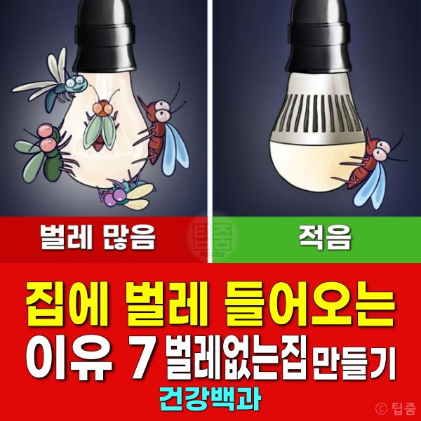 집에 벌레 들어오는 이유 벌레없는집 러브버그