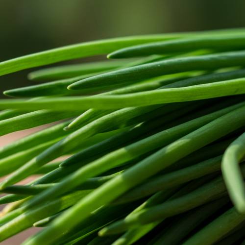 부추 요리 추천 재료