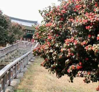 서천 마량리 동백나무 숲 개화 코스_18