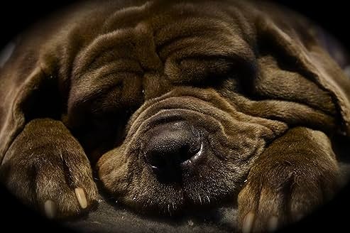 해리포터와 마법사의 돌