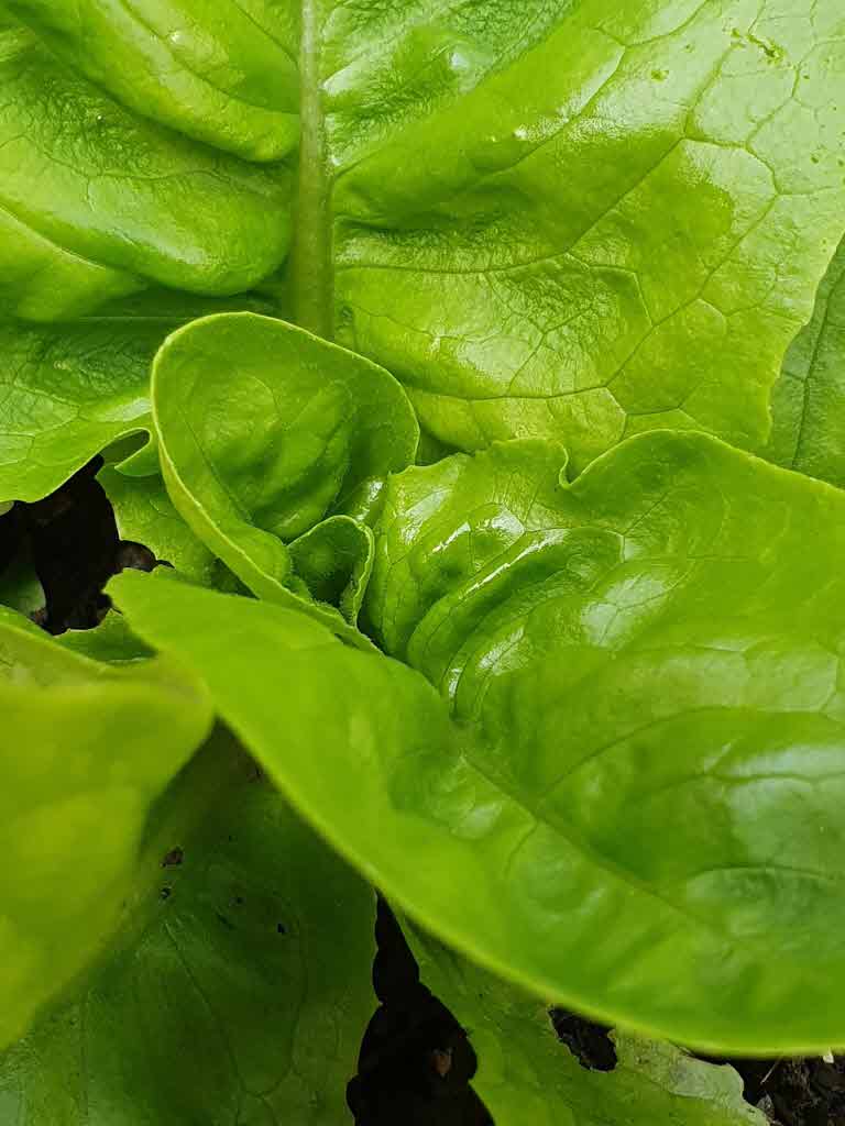 상추를 키운다면 상추의 효능 알아보세요.