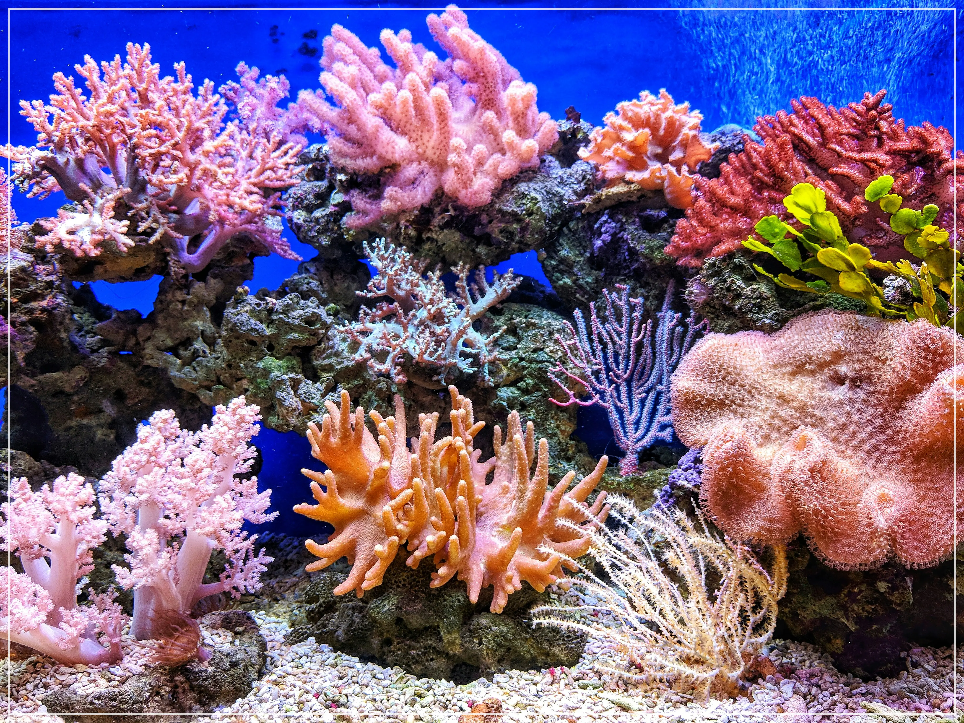 산호는 식물일까 동물일까