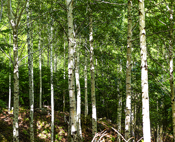 경북 영양 자작나무숲