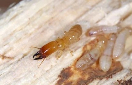 흰개미 퇴치제 사용
