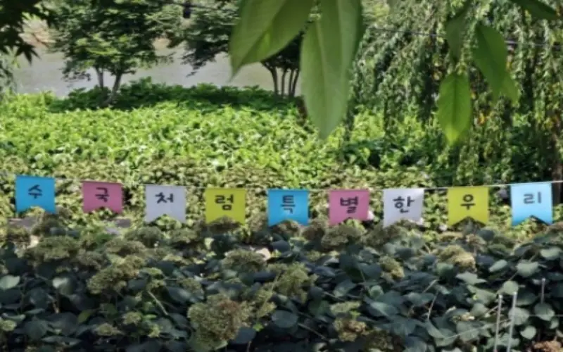 공주 수국축제_25