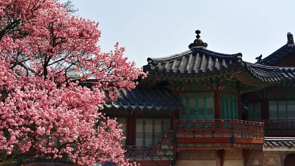 창덕궁 만첩홍매화 개화시기 명소_6