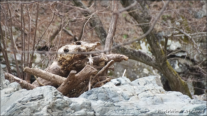 천성산 산하동 야생화