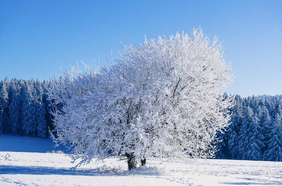겨울 나무 사진