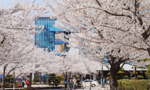 벚꽃명소