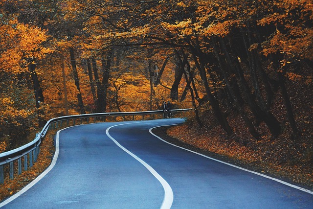 단풍 과 도로