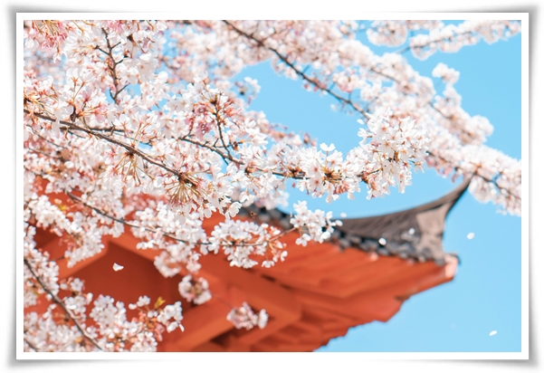 "벚꽃" 희망과 새로운 시작의 상징 봄의 전령사!