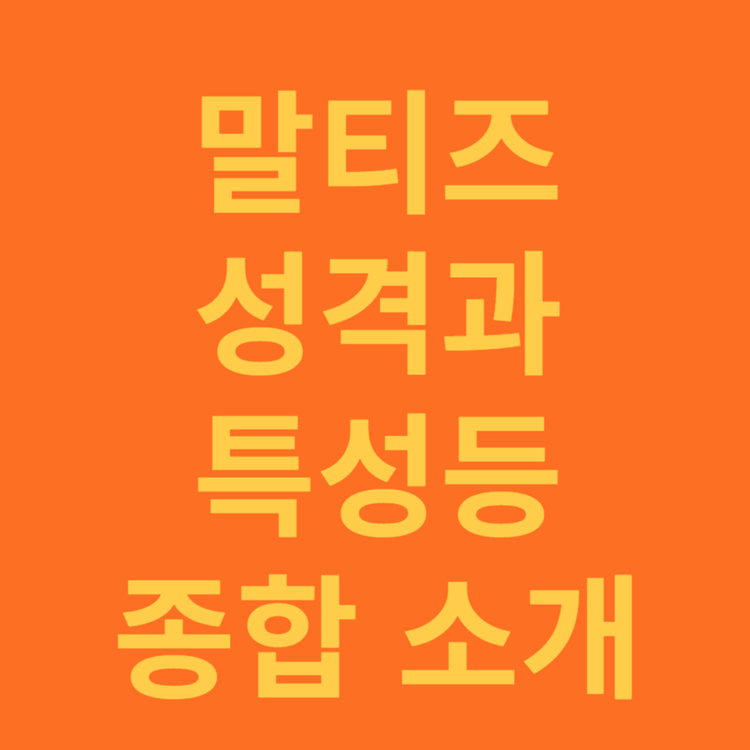 말티즈 성격과 특성 종합소개
