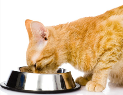 식사 중인 고양이.