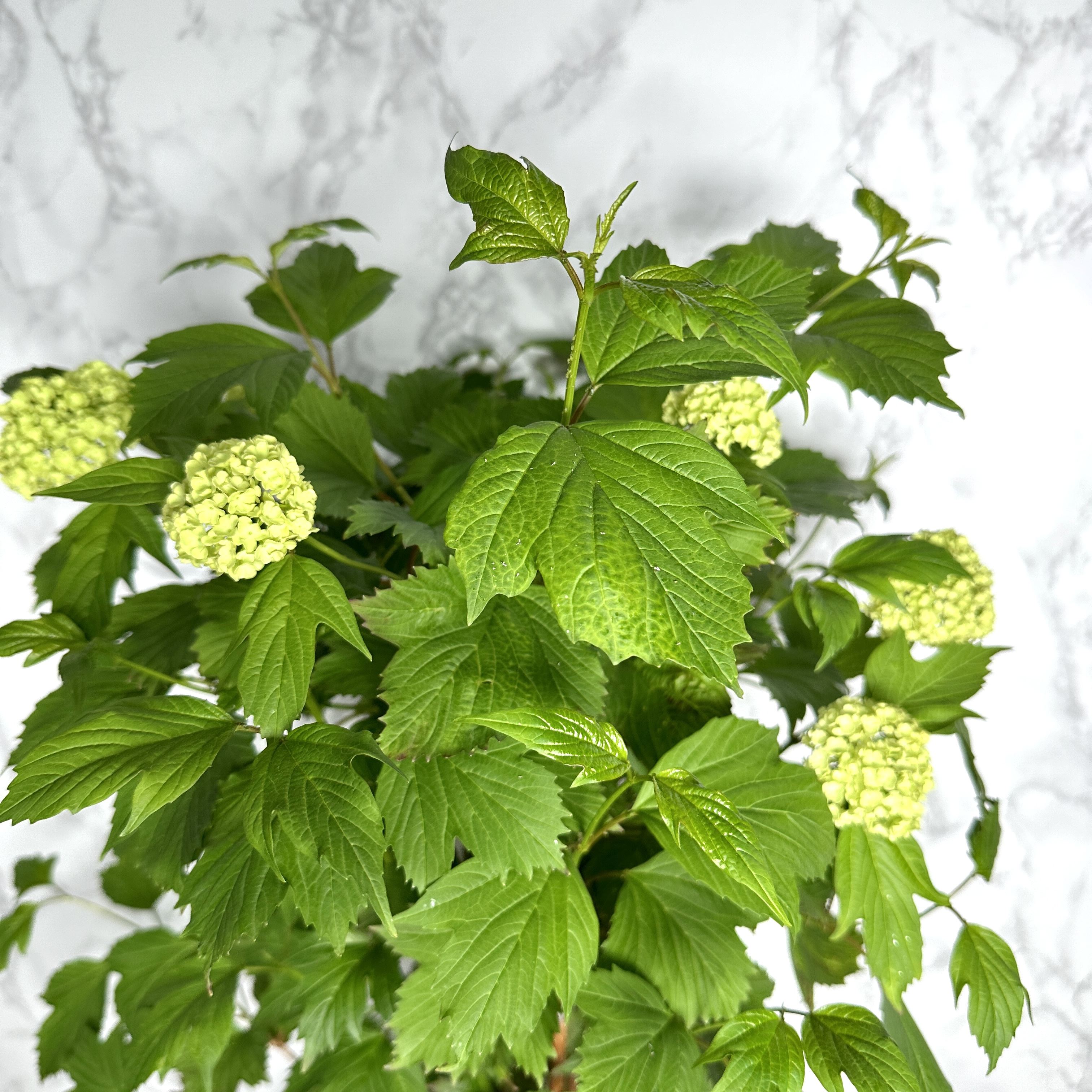 불두화 키우기 수국 꽃 목수국