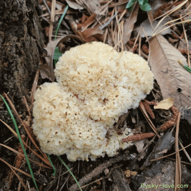 베타글루칸이 풍부한 꽃송이버섯