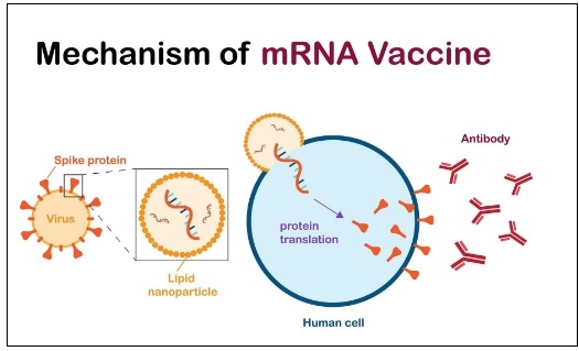mRNA 코로나 백신, 심장 세포에 스파이크 단백질 형성...심장 수축 발견 이상: 연구 결과