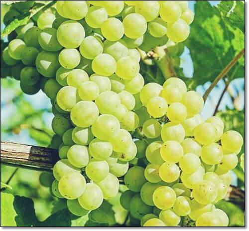 샤인머스켓 재배